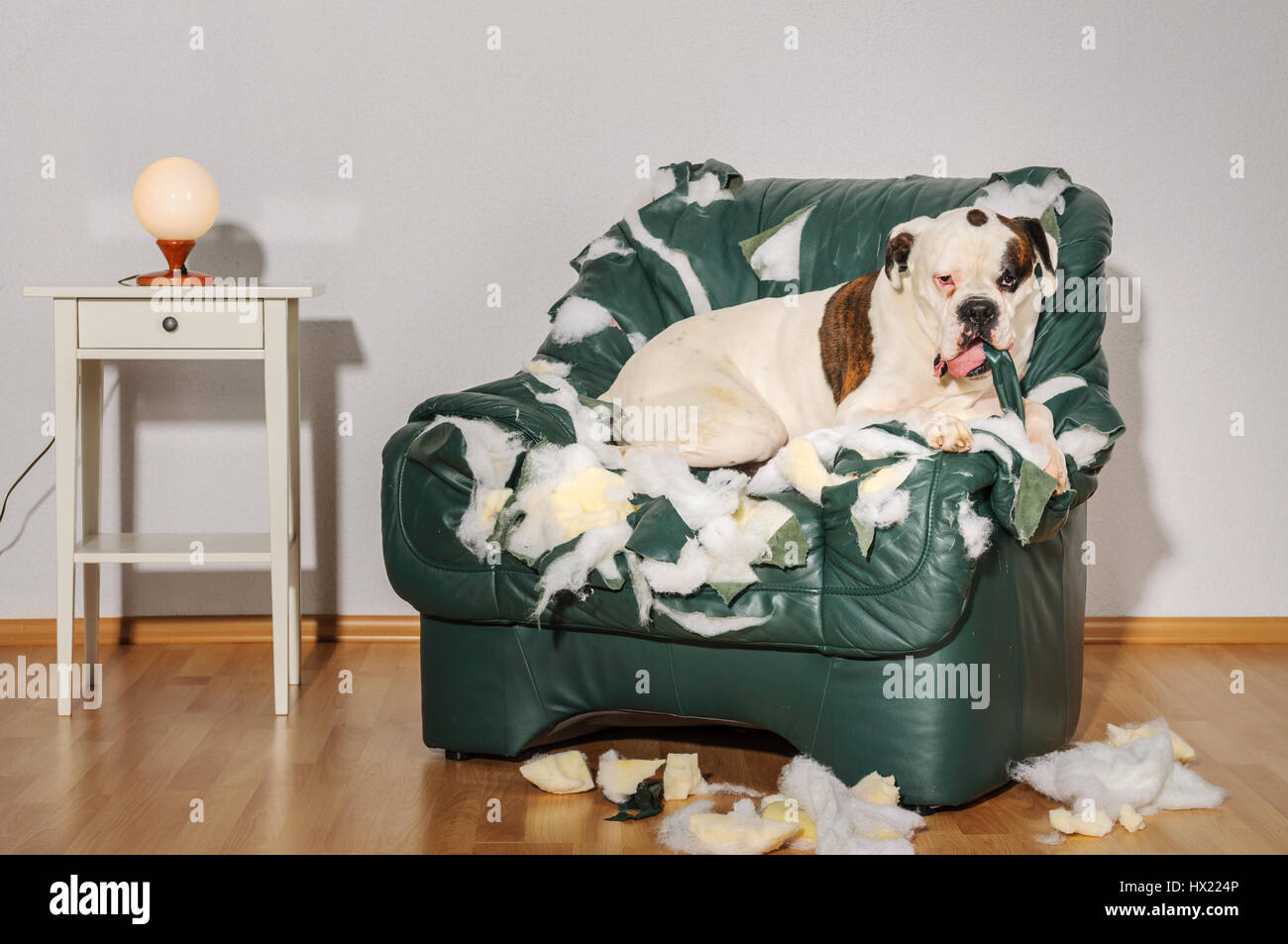 Boxer dog destroyed a leather armchair. Dog alone at home damaged furniture. Hund zerkaut Ledersessel. Stock Photo