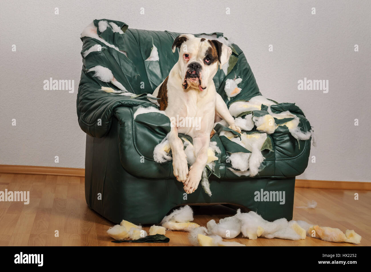 let at håndtere På jorden Seneste nyt Boxer hund hi-res stock photography and images - Alamy