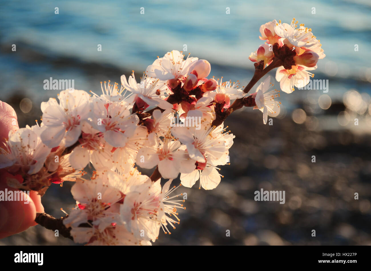 Cherry blossoms against the blue sky background Stock Photo - Alamy
