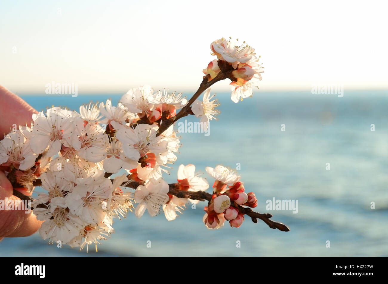Cherry blossoms against the blue sky background Stock Photo - Alamy
