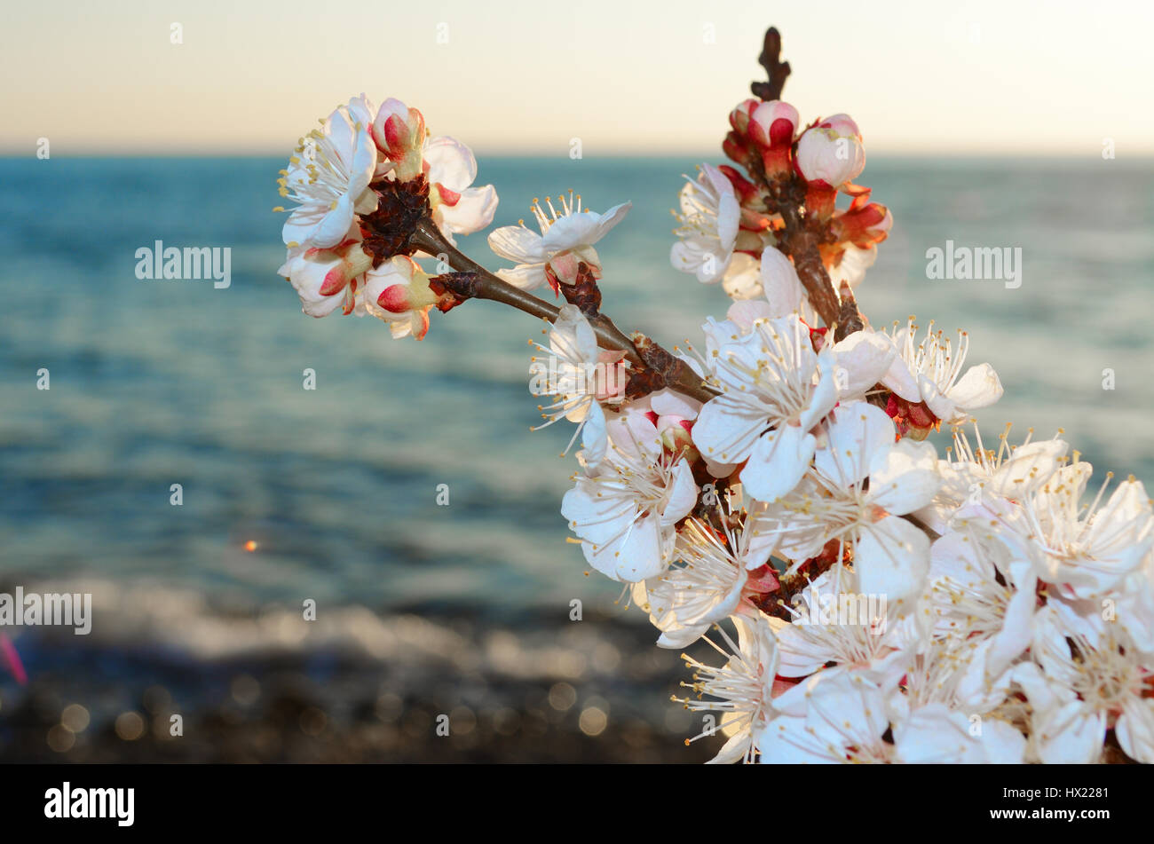 Cherry blossoms against the blue sky background Stock Photo - Alamy