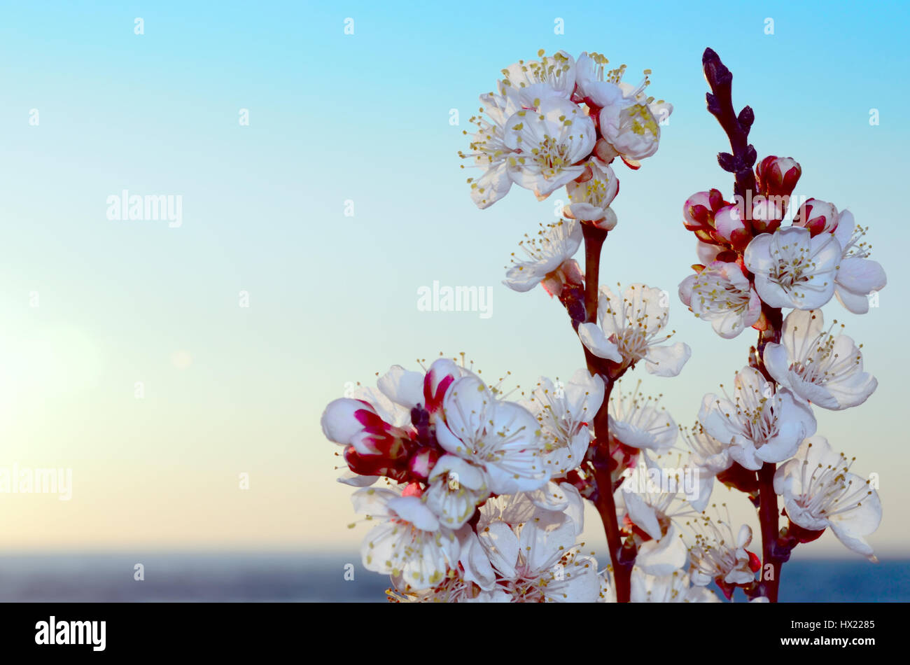 Cherry blossoms against the blue sky background Stock Photo - Alamy