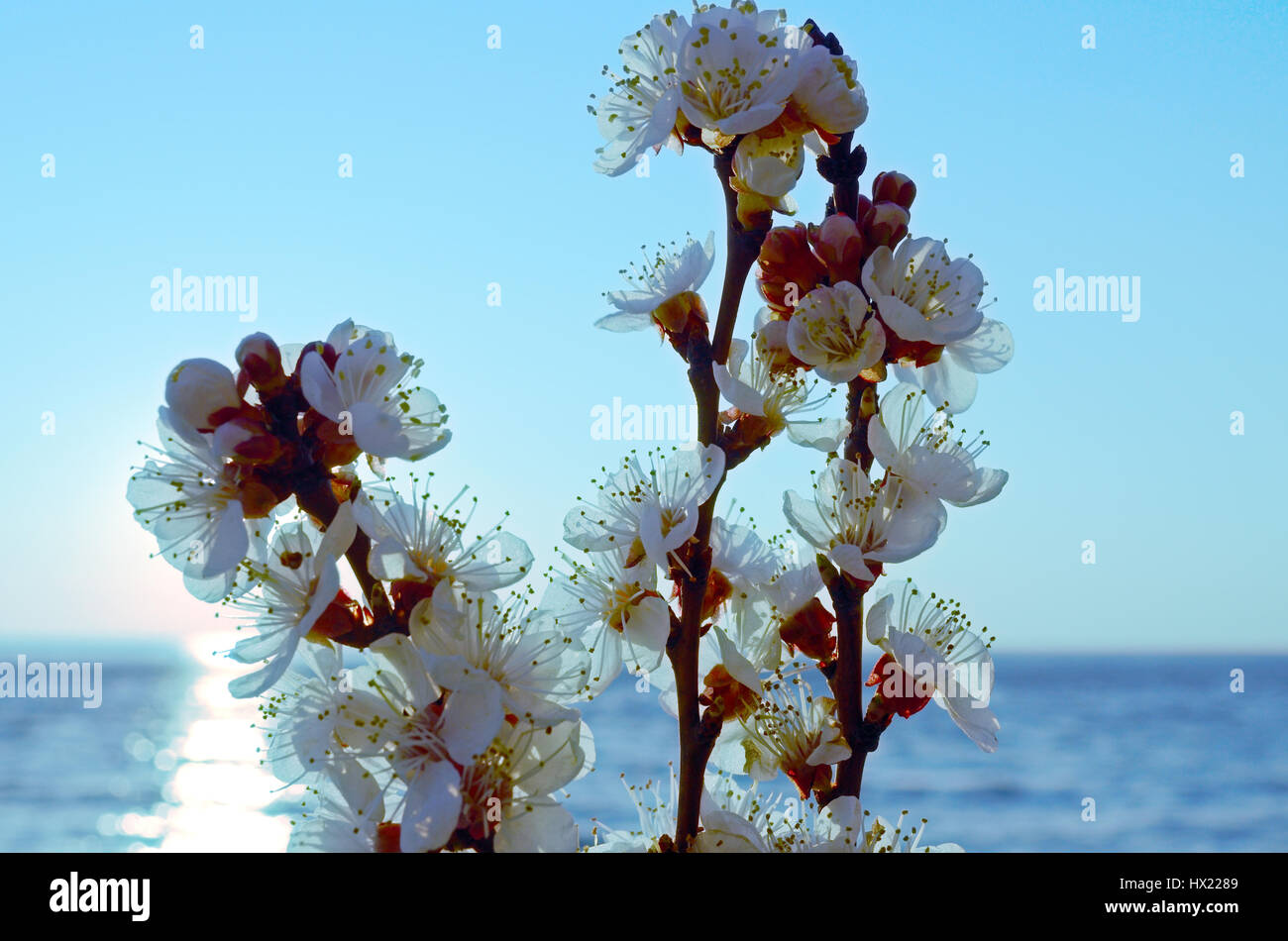 Cherry blossoms against the blue sky background Stock Photo - Alamy