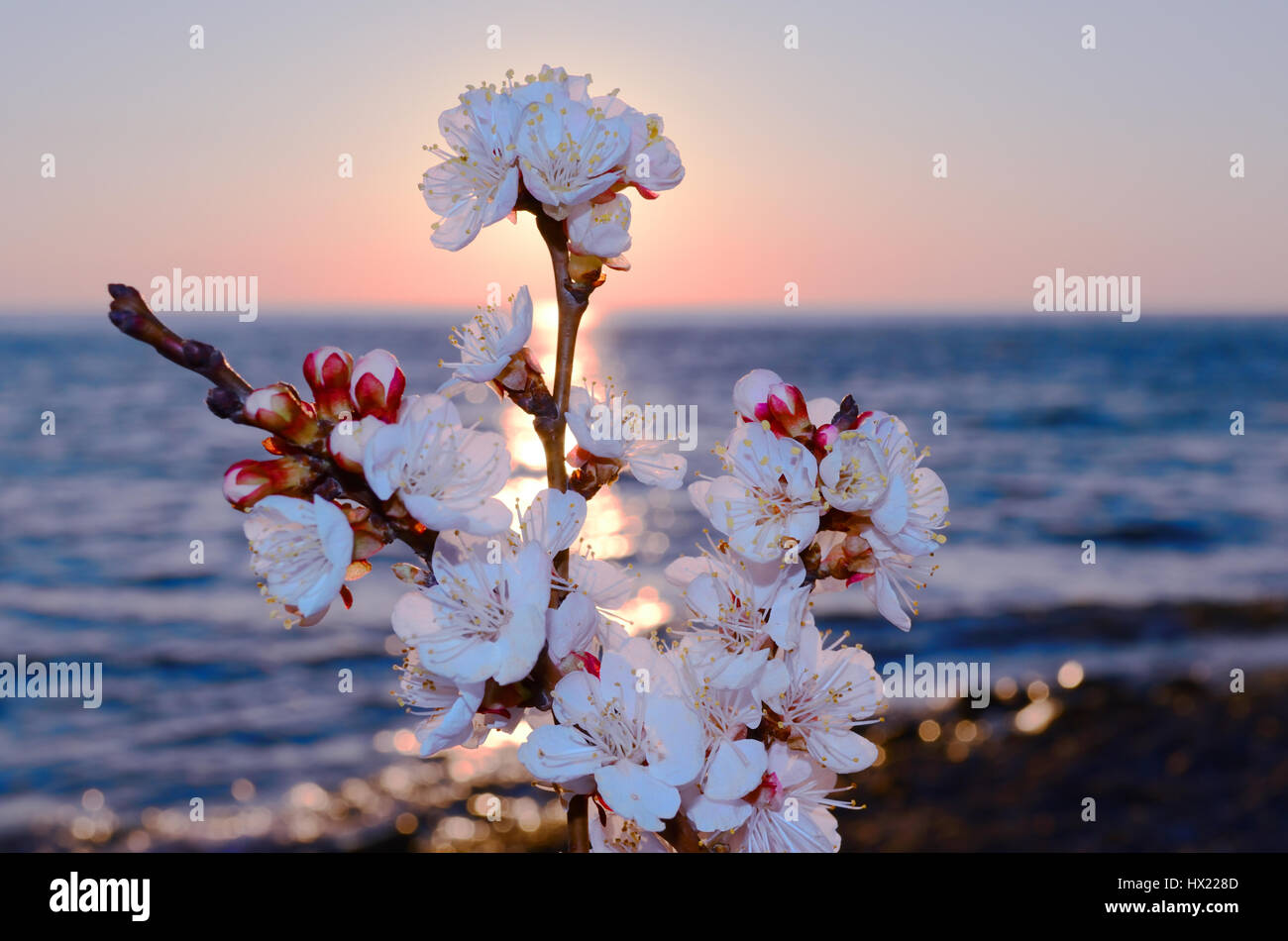 Cherry blossoms against the blue sky background Stock Photo - Alamy