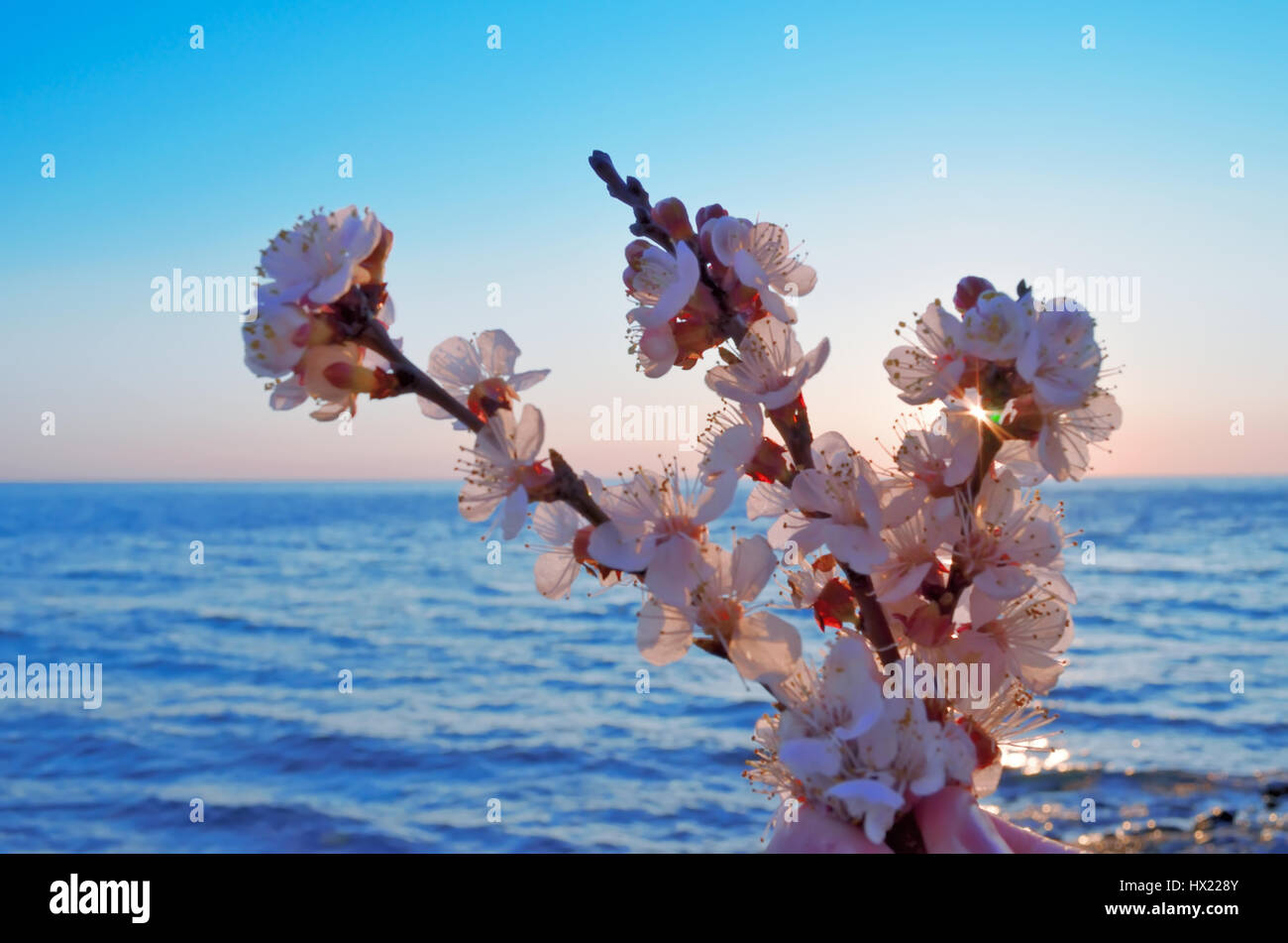 Cherry blossoms against the blue sky background Stock Photo - Alamy