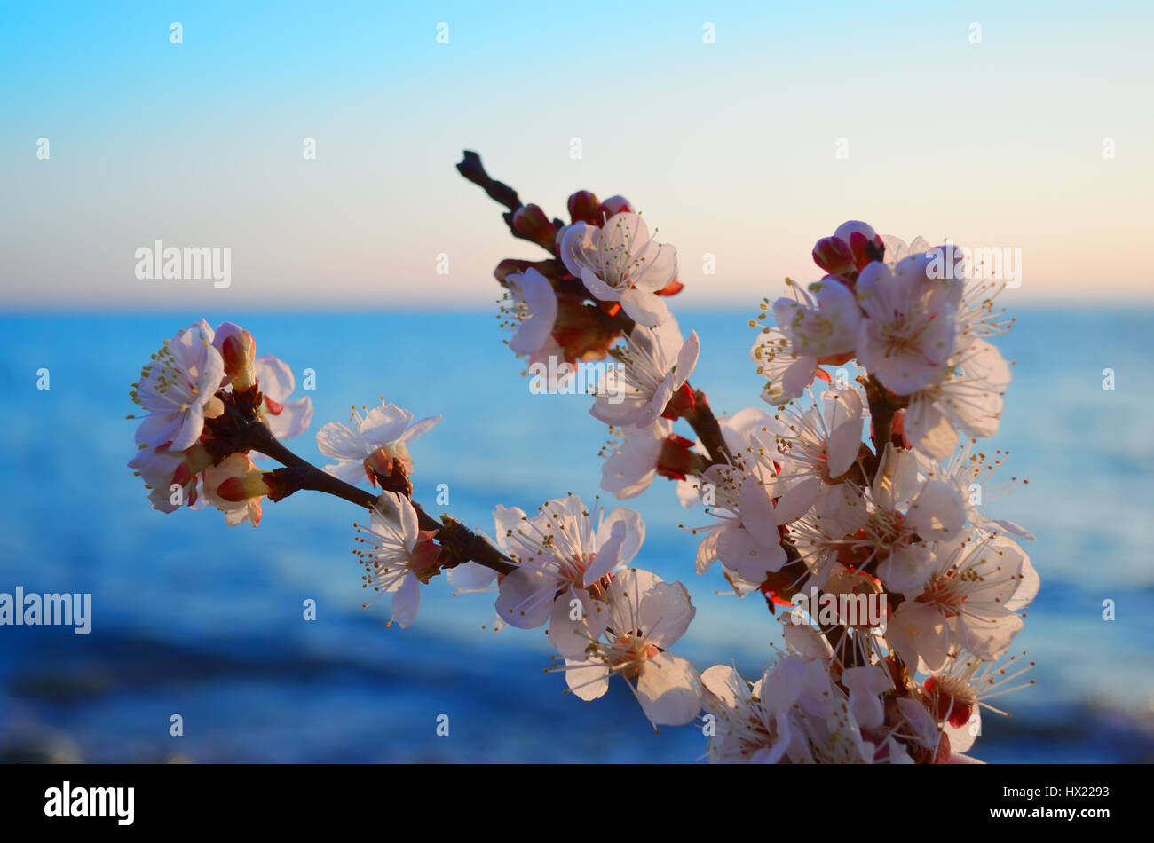 Cherry blossoms against the blue sky background Stock Photo - Alamy