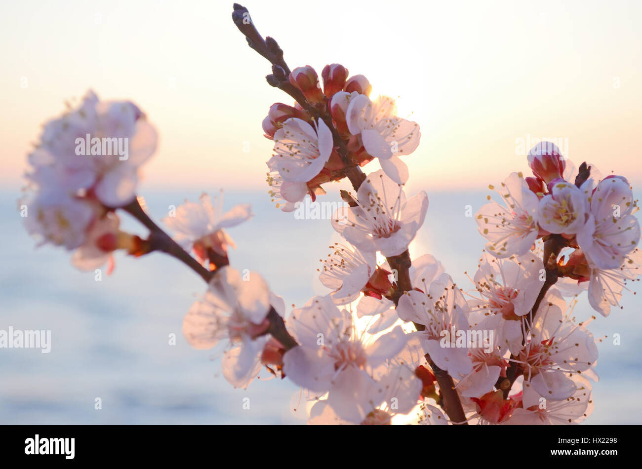 Cherry blossoms against the blue sky background Stock Photo - Alamy