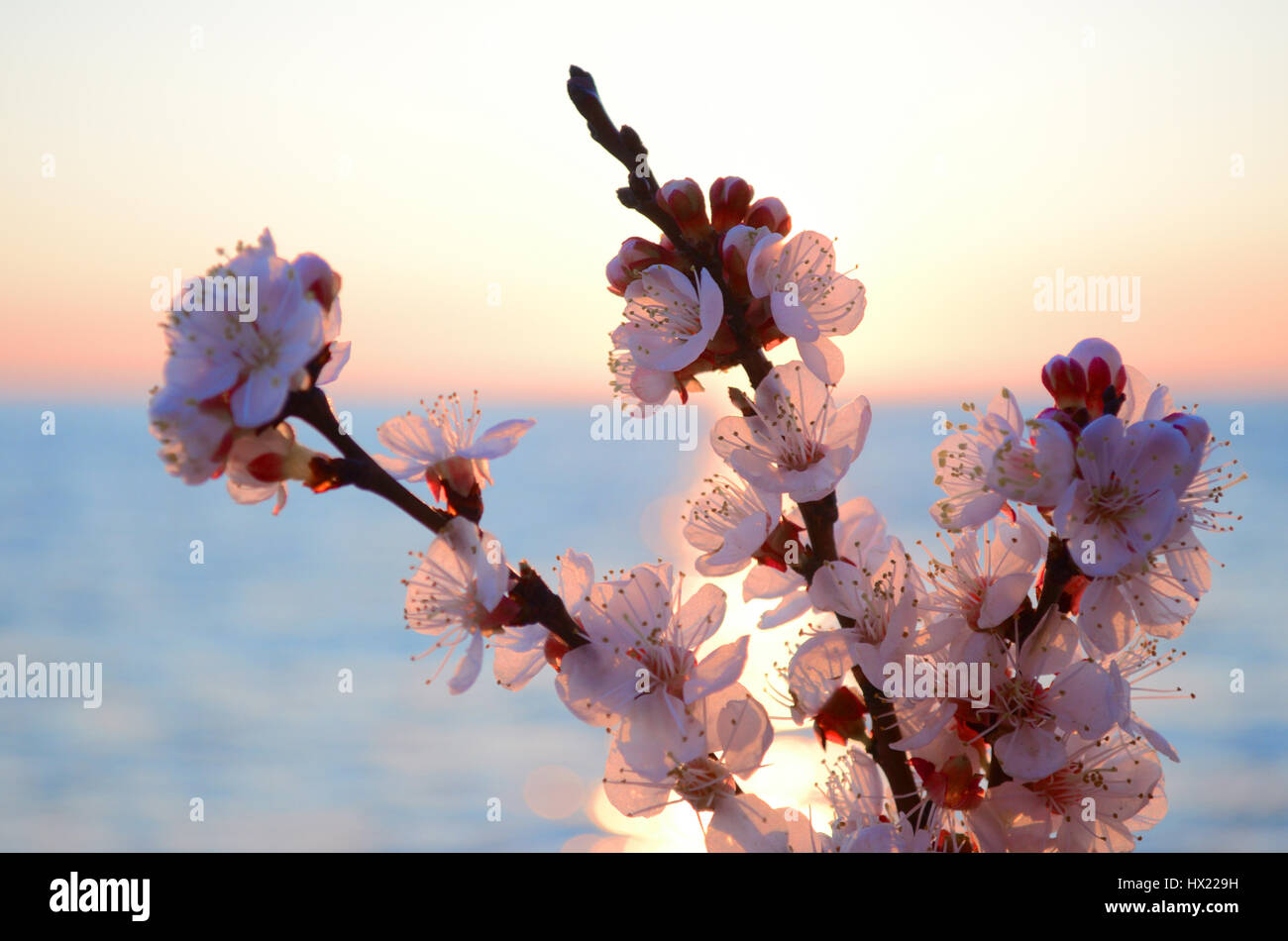 Cherry blossoms against the blue sky background Stock Photo - Alamy