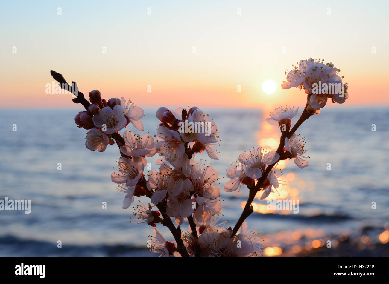 Cherry blossoms against the blue sky background Stock Photo - Alamy