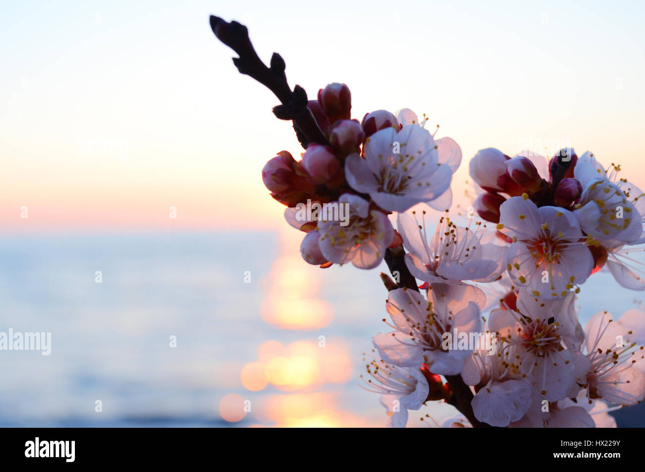 Cherry blossoms against the blue sky background Stock Photo - Alamy