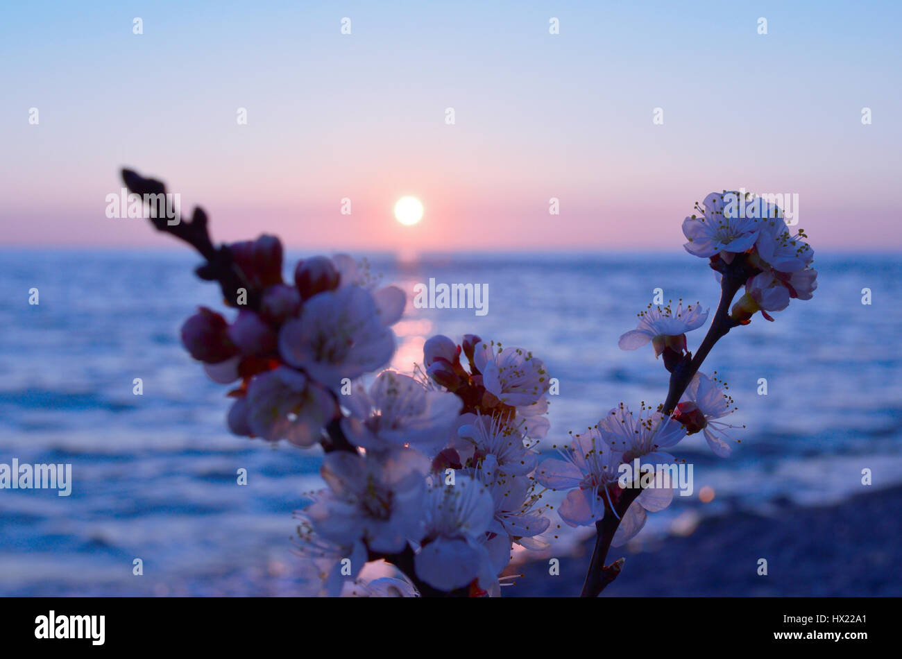 Cherry blossoms against the blue sky background Stock Photo - Alamy