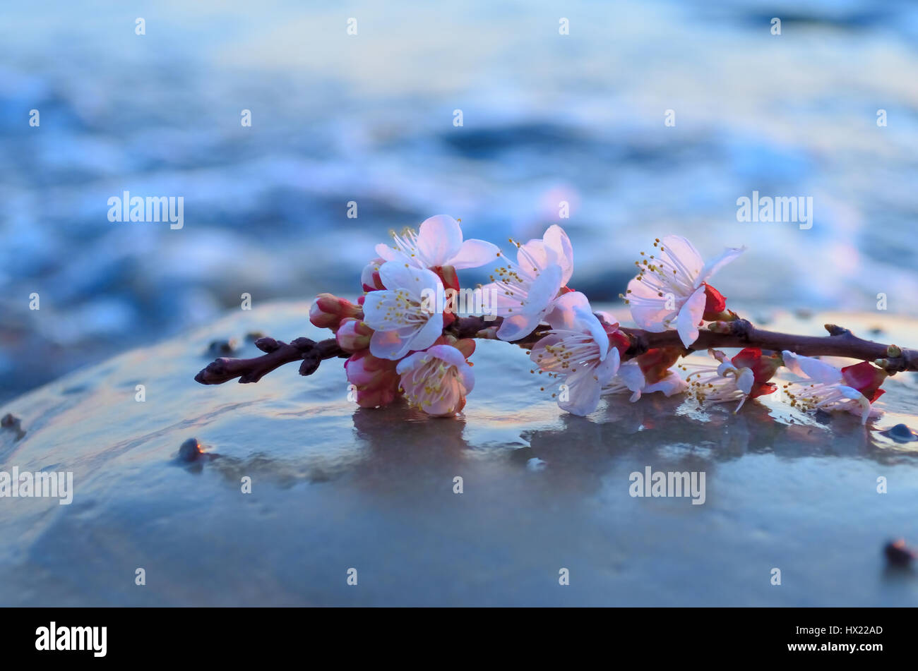 Cherry blossoms against the blue sky background Stock Photo - Alamy