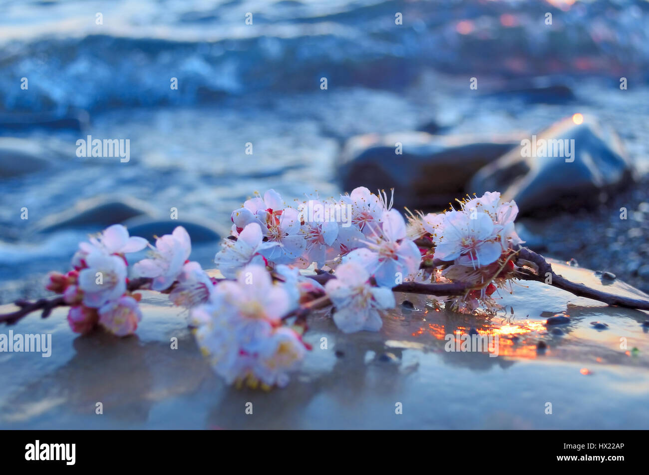 Cherry blossoms against the blue sky background Stock Photo - Alamy