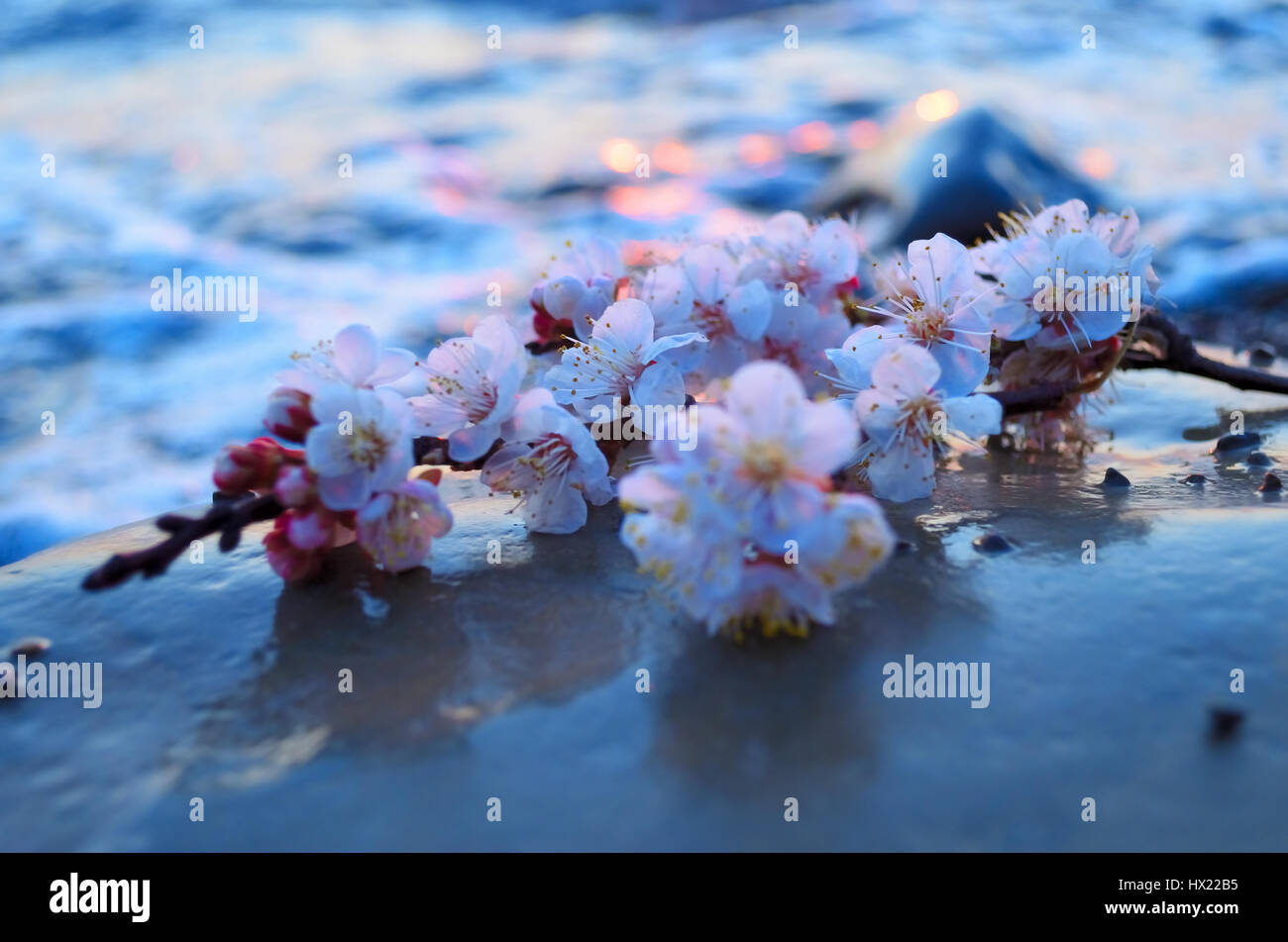 Cherry blossoms against the blue sky background Stock Photo - Alamy