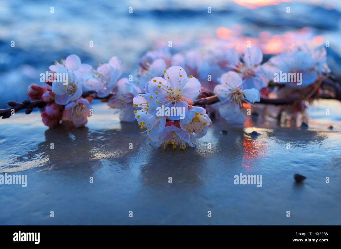 Cherry blossoms against the blue sky background Stock Photo - Alamy