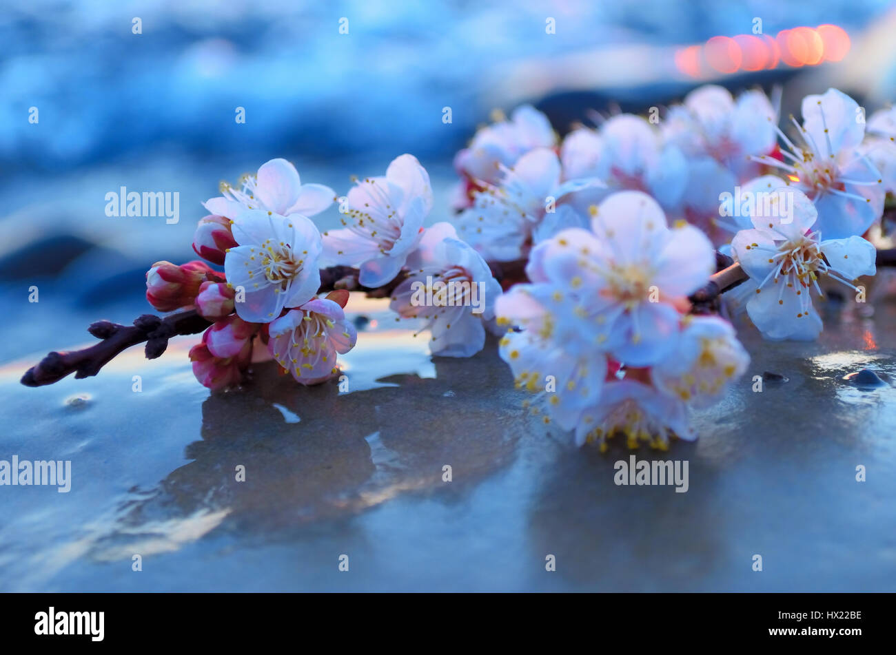 Cherry blossoms against the blue sky background Stock Photo - Alamy