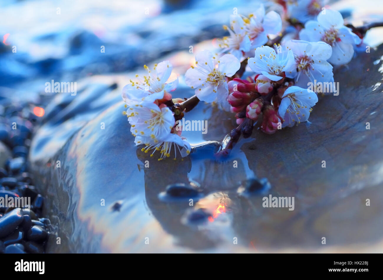 Cherry blossoms against the blue sky background Stock Photo - Alamy