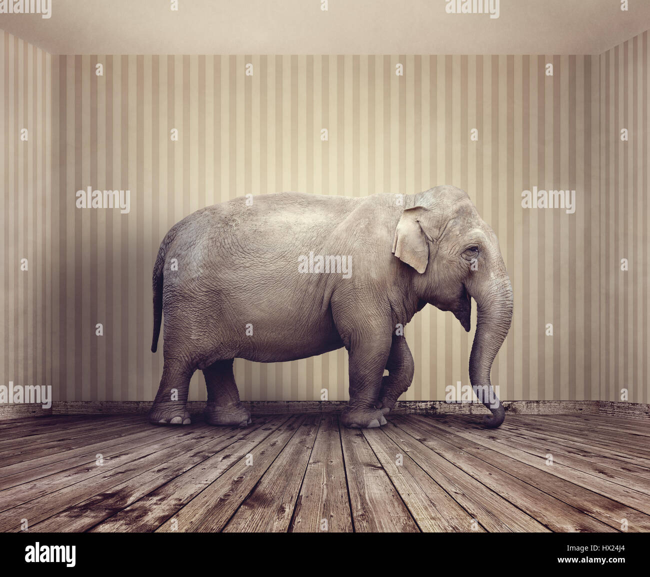 Elephant in the room metaphor for an obvious problem or risk no one wants to discuss Stock Photo