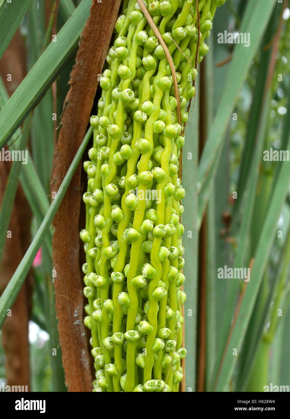 The hababuk stage of date growth, date palm, Saar, Kingdom of Bahrain ...