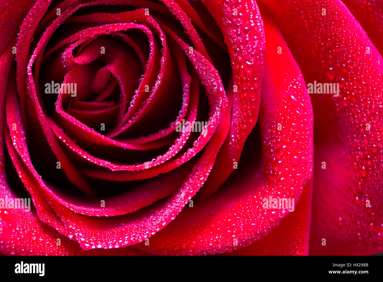 Rose close up hi-res stock photography and images - Alamy