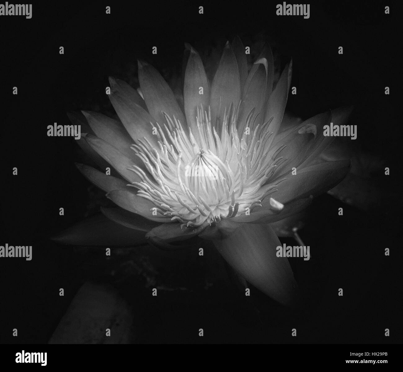 Flowers magnolia Black and White Stock Photos & Images - Alamy