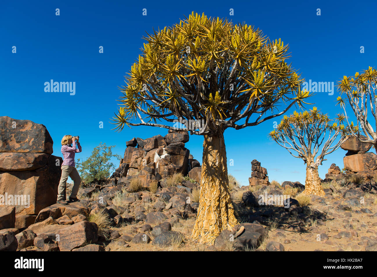 Woman takes pictures of the quiver trees forest (Aloe dichotoma) near Keetmanshoop, Namibia Stock Photo