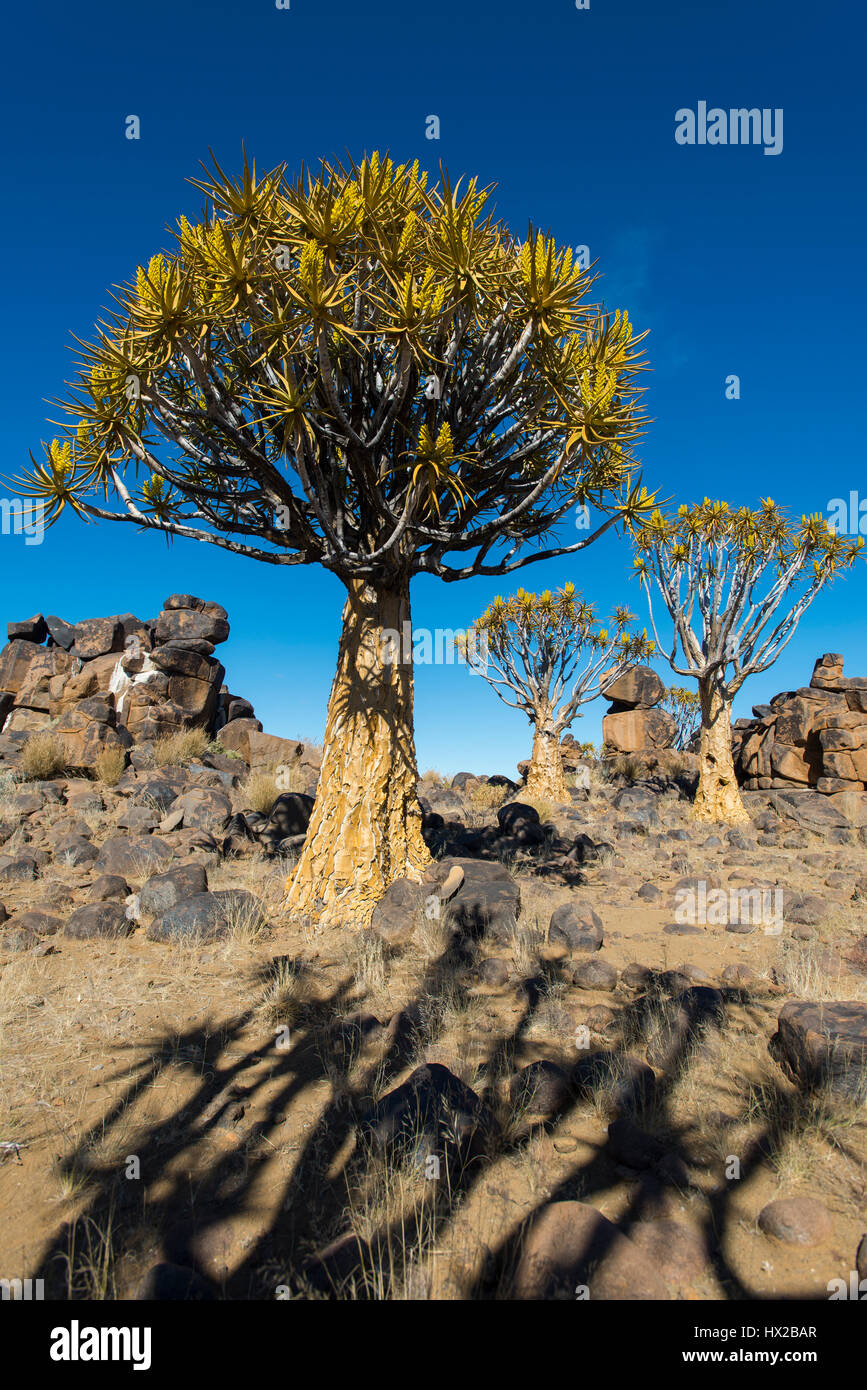 Quiver tree forest (Aloe dichotoma) near Keetmanshoop, Namibia Stock Photo