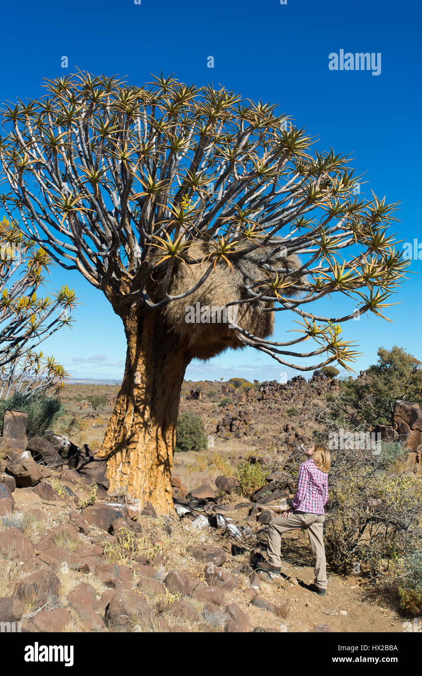Woman looks at the quiver trees forest (Aloe dichotoma) near Keetmanshoop, Namibia Stock Photo