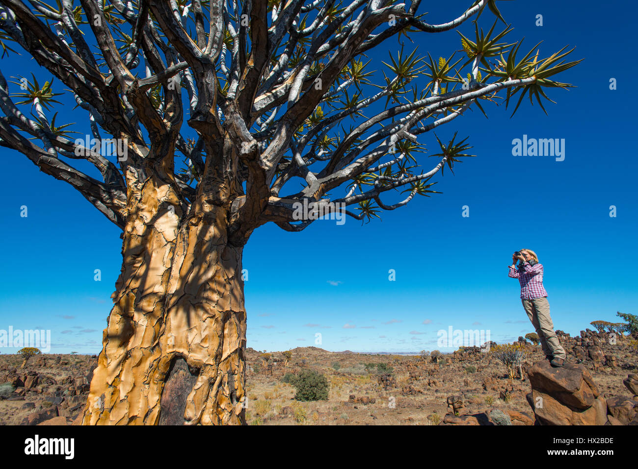 Woman takes pictures of the quiver trees forest (Aloe dichotoma) near Keetmanshoop, Namibia Stock Photo