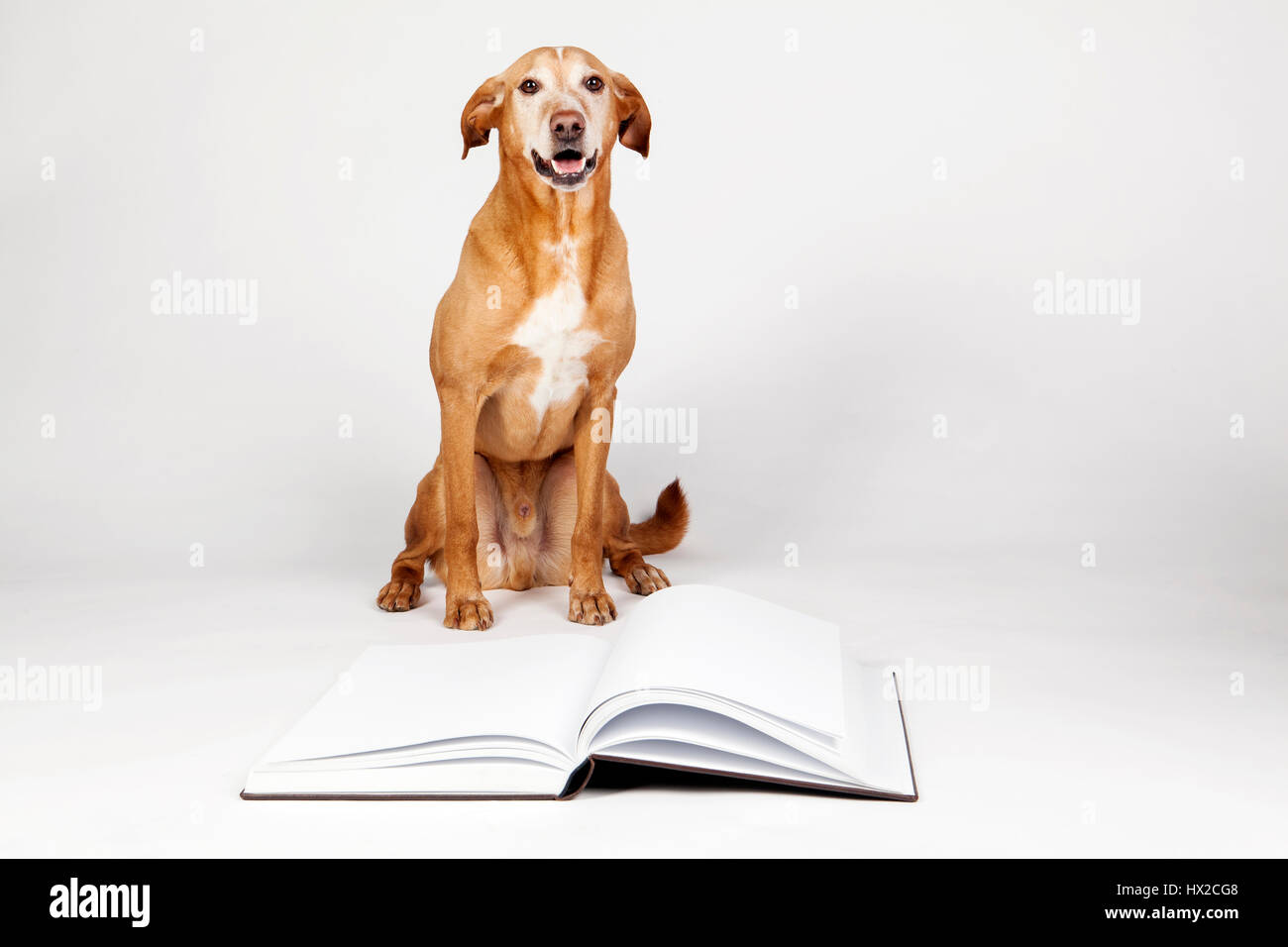 Brown dog sitting by an open book. In the bright background. Stock Photo