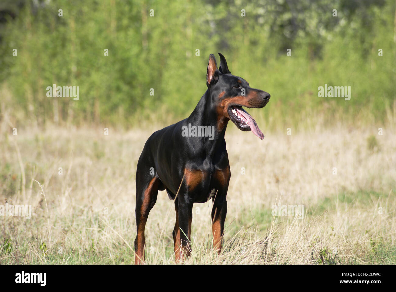 Side To Side Significado En Español young doberman dog male standing on spring grass meadow Stock Photo - Alamy