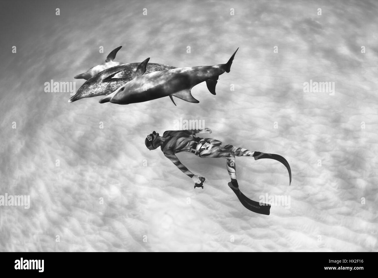 Black and white image of a freediving interacting with a pod of Atlantic spotted dolphins in the crystal. clear waters of the Bahamas. Stock Photo