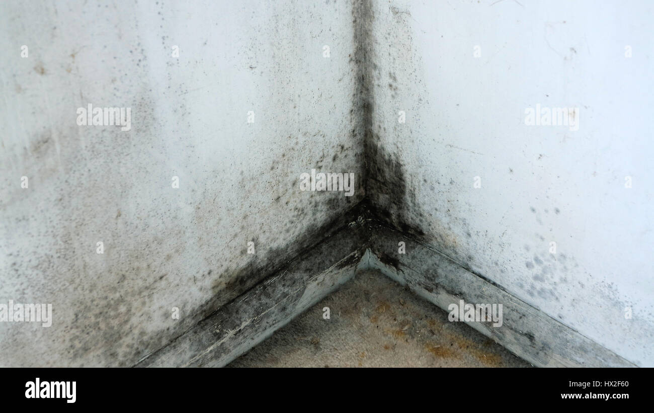Black Mold Pictures and Information