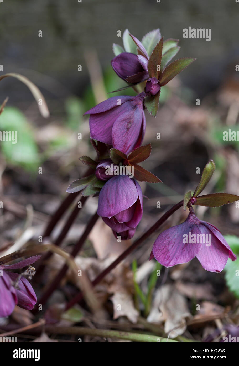 HELLEBORE 2017 Stock Photo