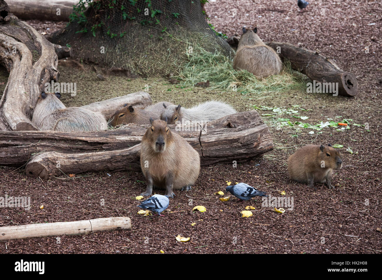 Capybaras (Hydrochoerus hydrochaeris) in Barcelona Zoo, Spain Stock Photo