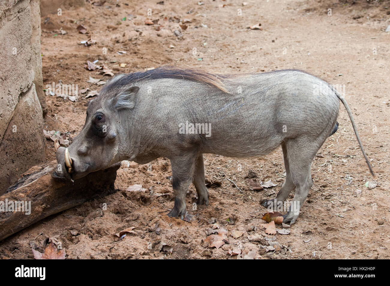 Warthog - Phacochoerus africanus, wild pig in the family Suidae in Barcelona Zoo, Spain Stock Photo