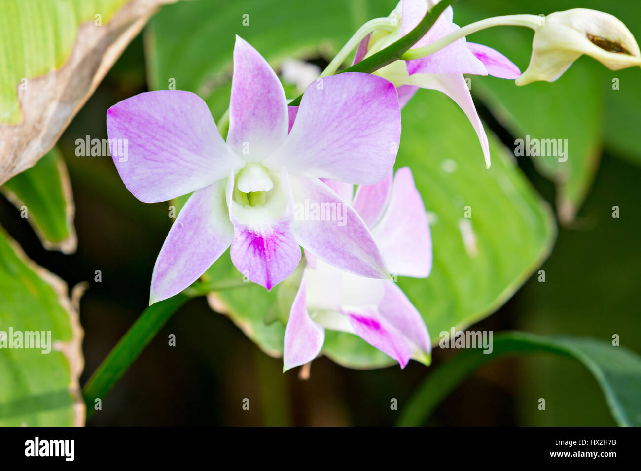 Violet orchid flowers Stock Photo - Alamy