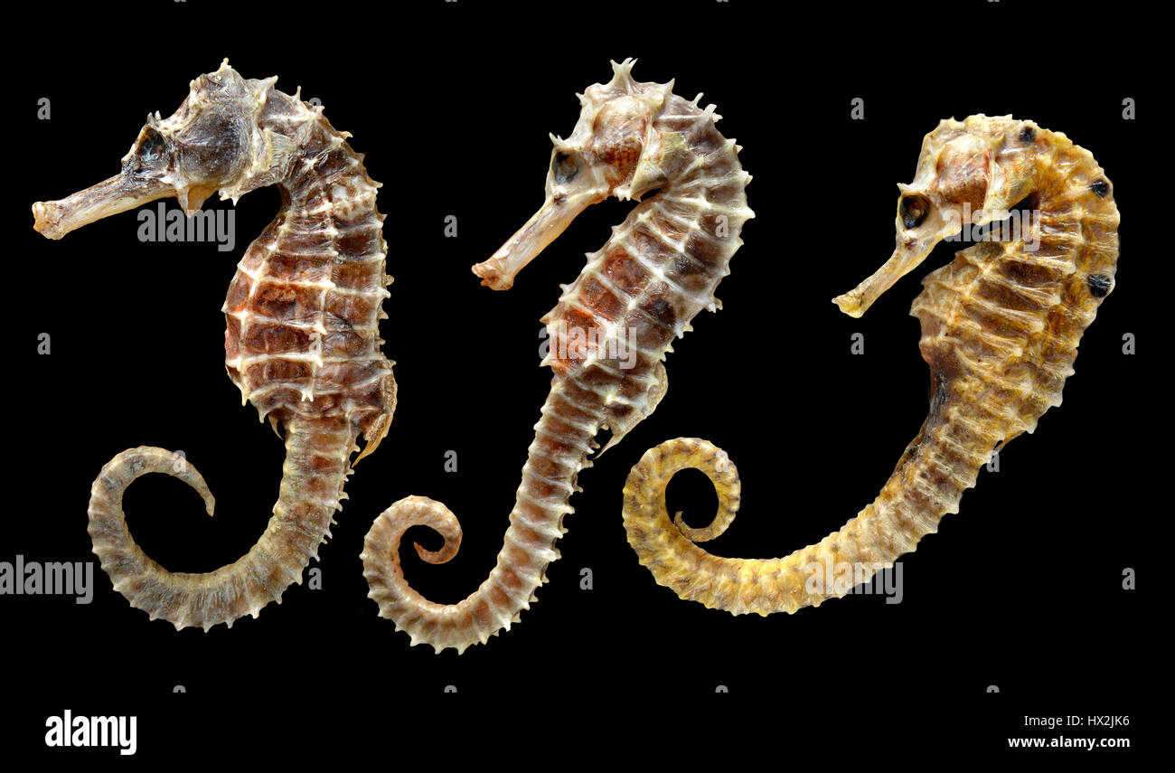 Fish seahorse 3 hi-res stock - Alamy images and photography