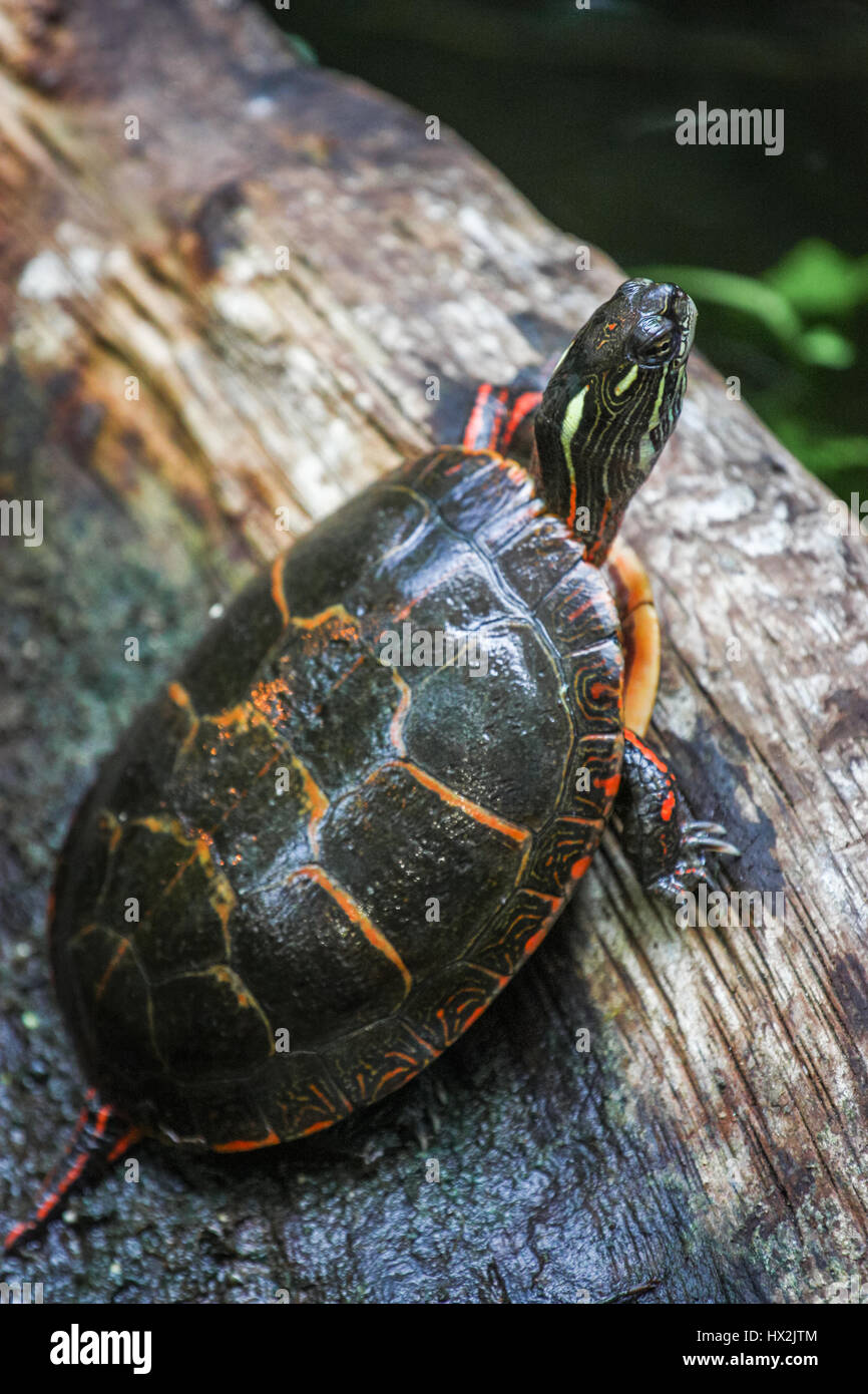 painted turtle on a log Stock Photo Alamy