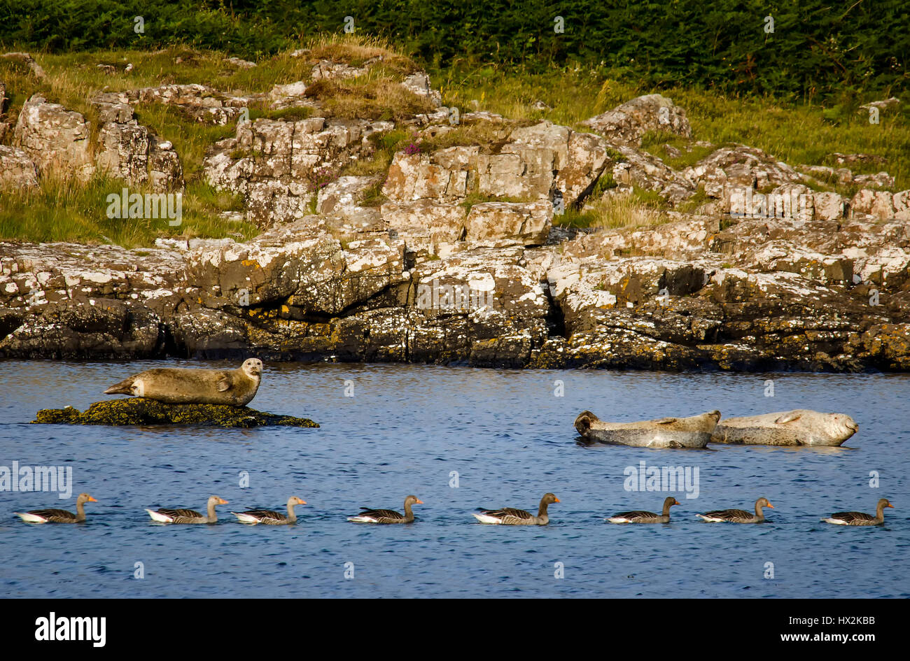 Three seals and eight geese in Indian file, Isle of Mull, Scotland Stock Photo
