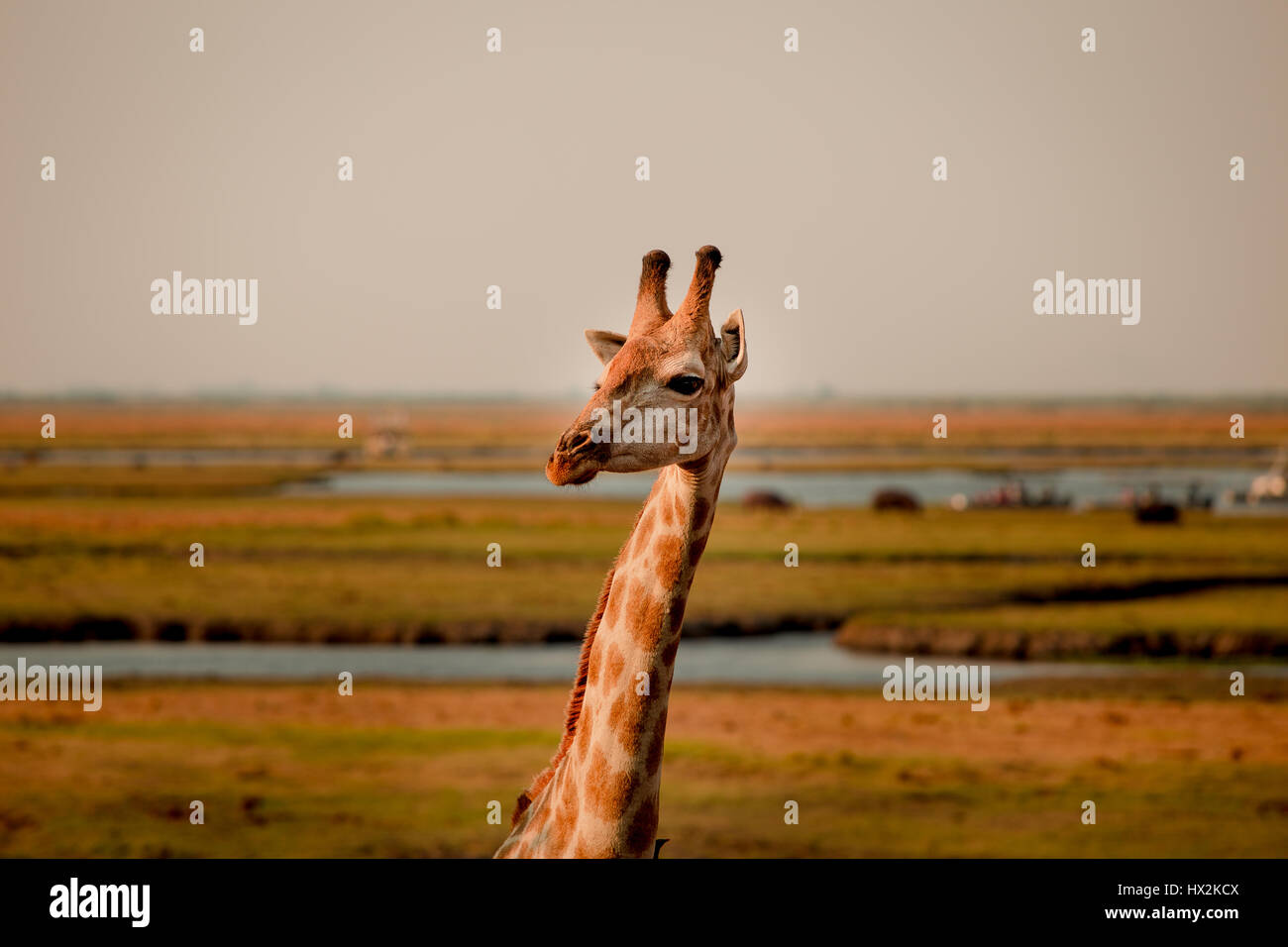 Giraffe posing in Namibia Stock Photo