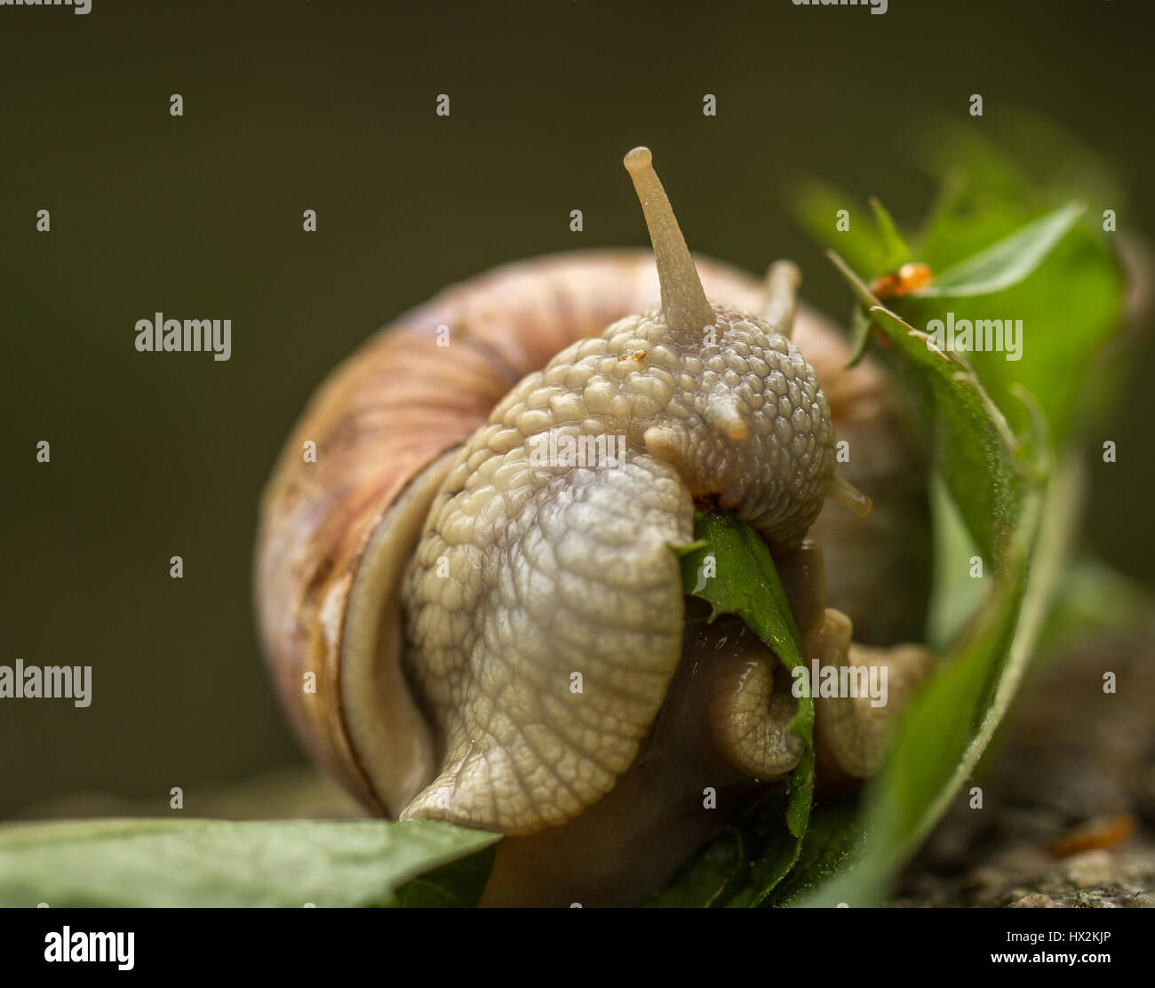 Roman Snail Aka Burgundy Snail Helix Pomatia Eating A Green Leaf Stock Photo Alamy
