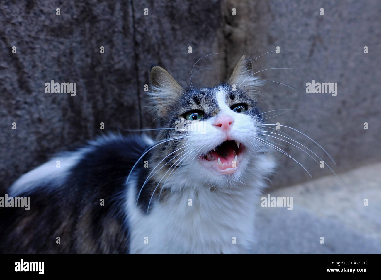 Cute tabby cat is at street Stock Photo - Alamy