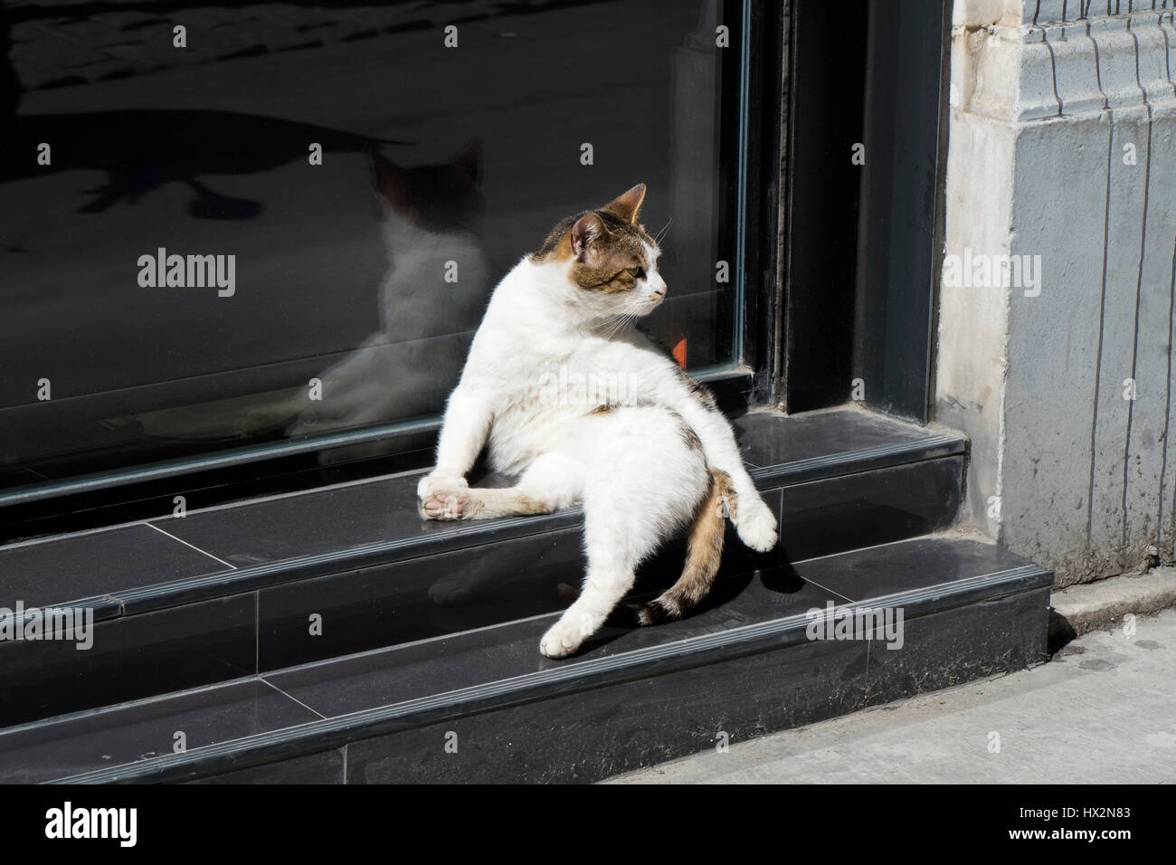 Cat sitting cheap weird