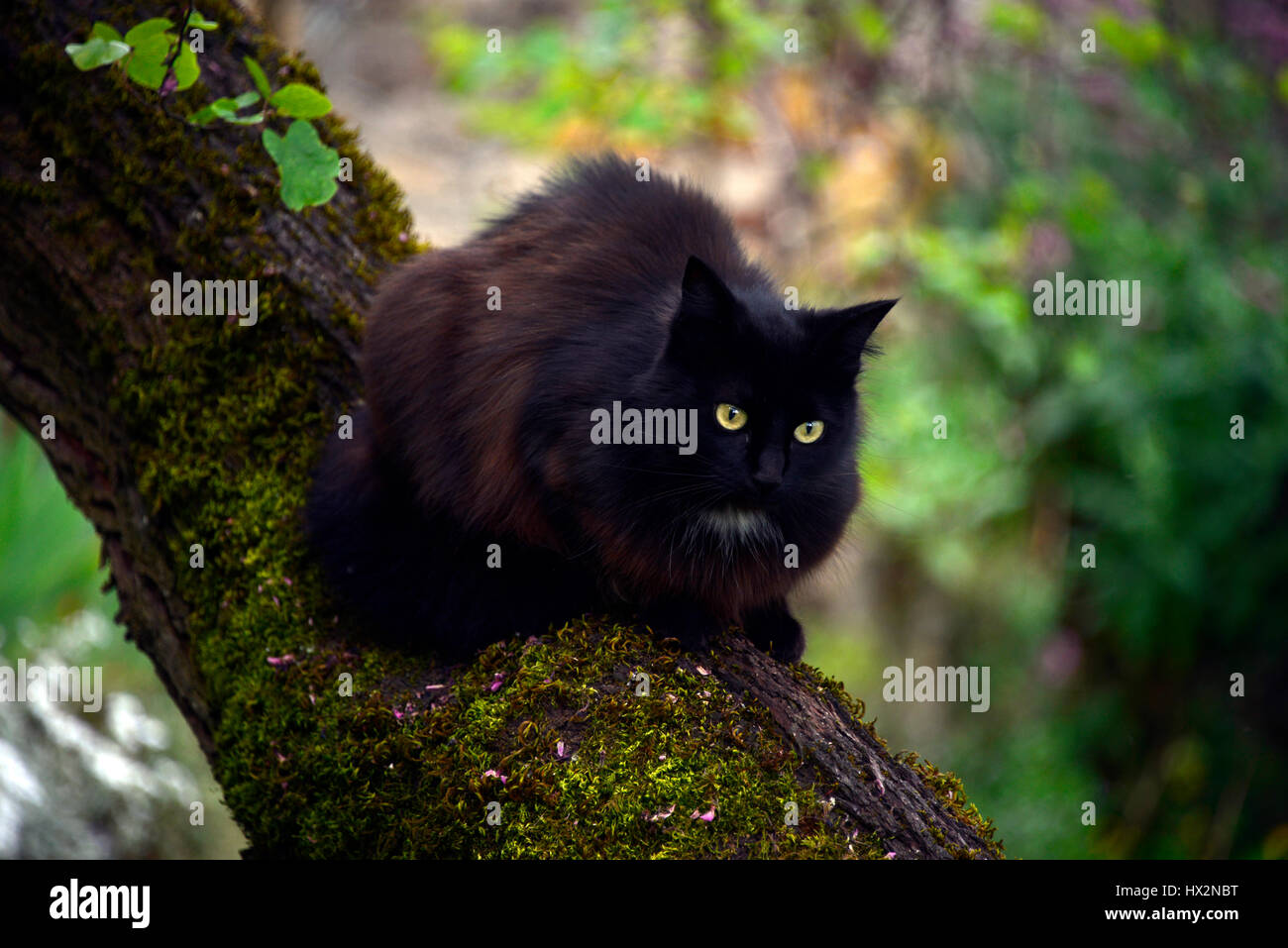 Yellow eyed, black cat sitting on a lichen covered tree branch. Stock Photo