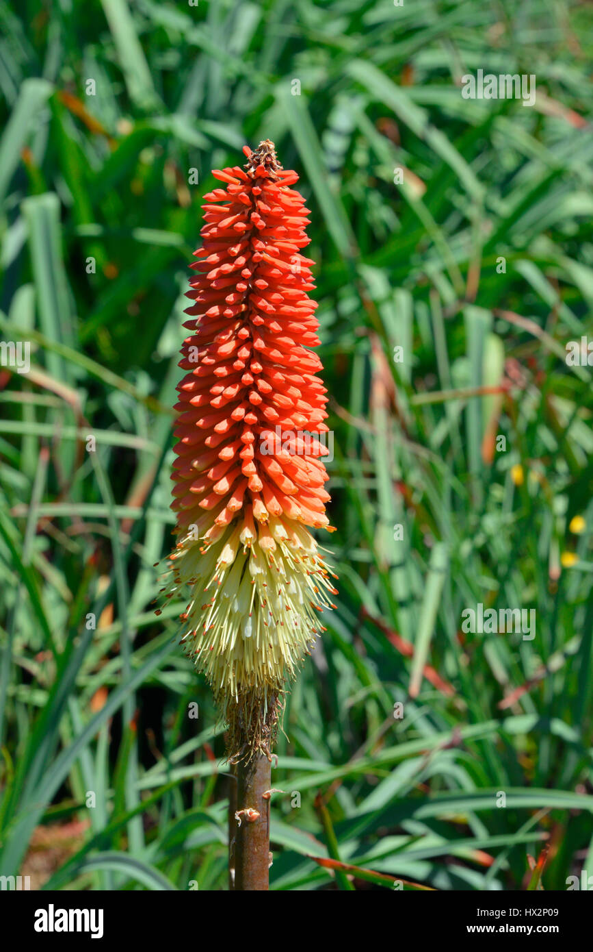 Red hot poker plant hi-res stock photography and images - Alamy