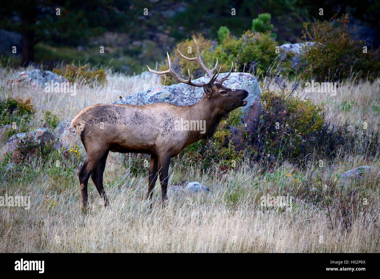 Bull Elk Rocky Mountain National Park, Colorado autumn rut Stock Photo ...