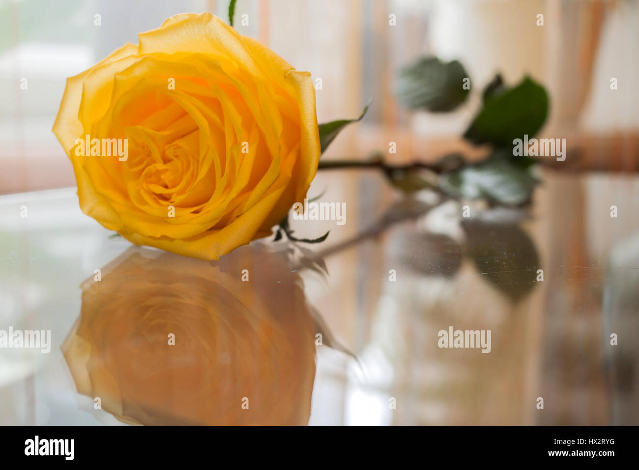 Beautiful yellow rose is reflected in transparent glass table Stock ...
