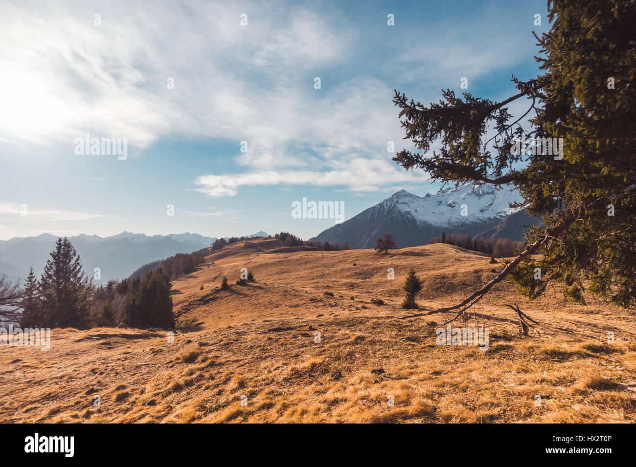 Pine trees and mountain landscape Stock Photo - Alamy