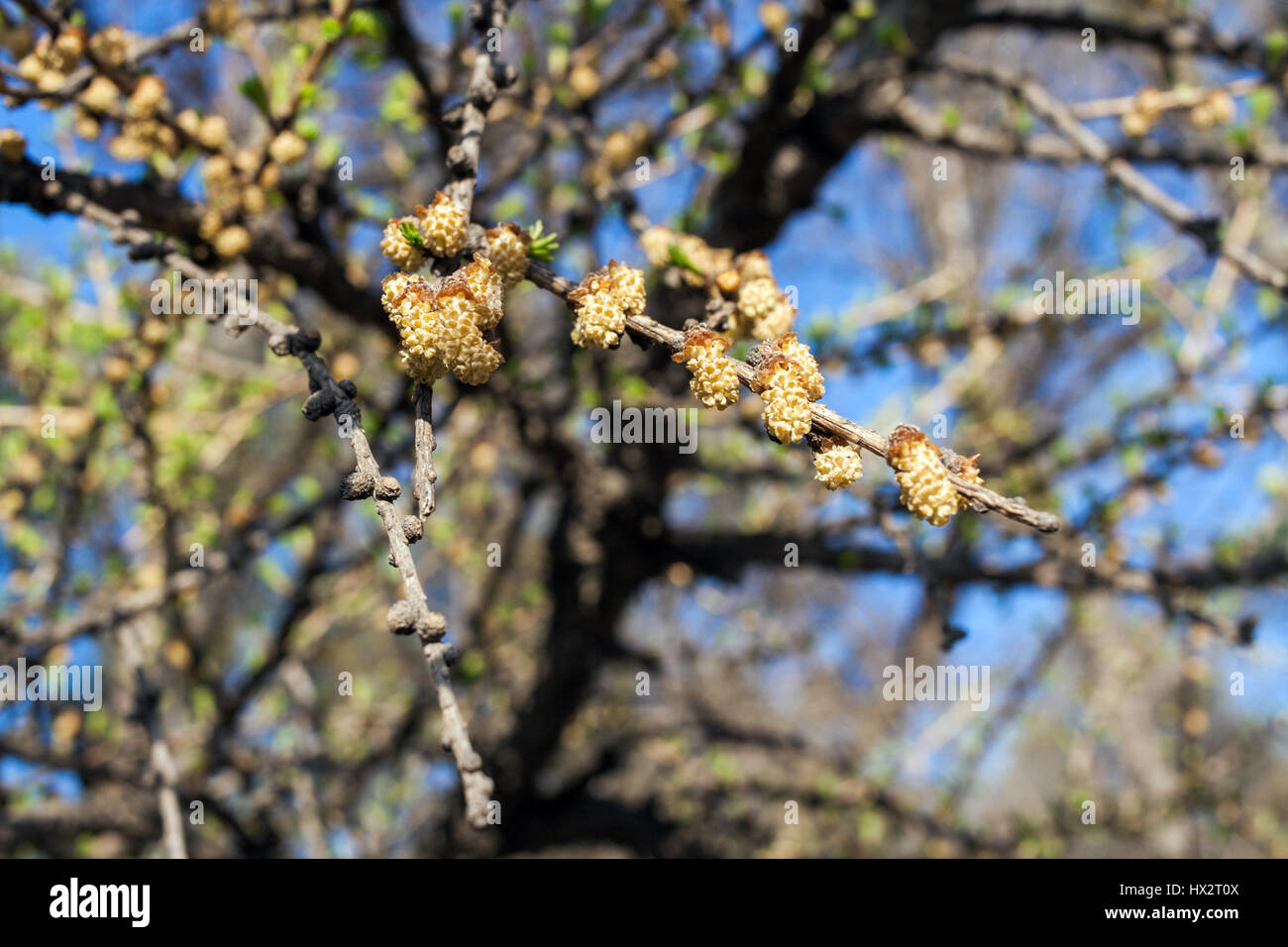 Branchs of larch tree with small cones against the blue spring sky. Stock Photo